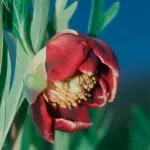 Range of Light - California Peony - .25 fl oz