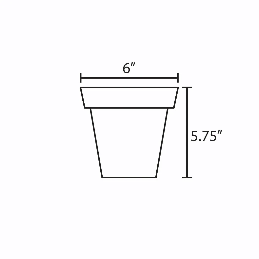 ZZ Plant | 6-Inch Container